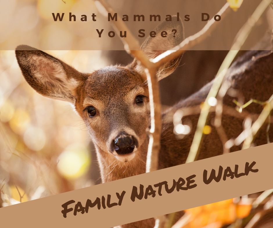 mammals-texas-children-in-nature